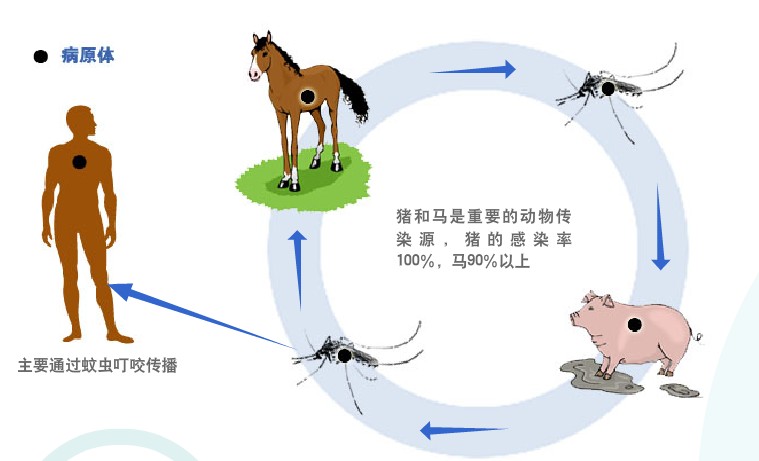 乙腦是由什么傳播的？乙腦的傳播途徑